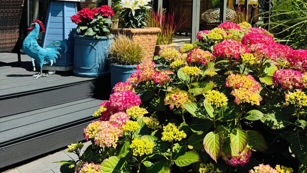 Uma casa moderna com uma estufa de vidro, um deck de madeira e uma variedade de flores coloridas.