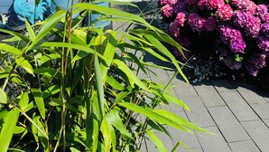 Uma área de jardim com uma placa que diz 'Auszeit', cercada por plantas e uma escultura de um galo azul.