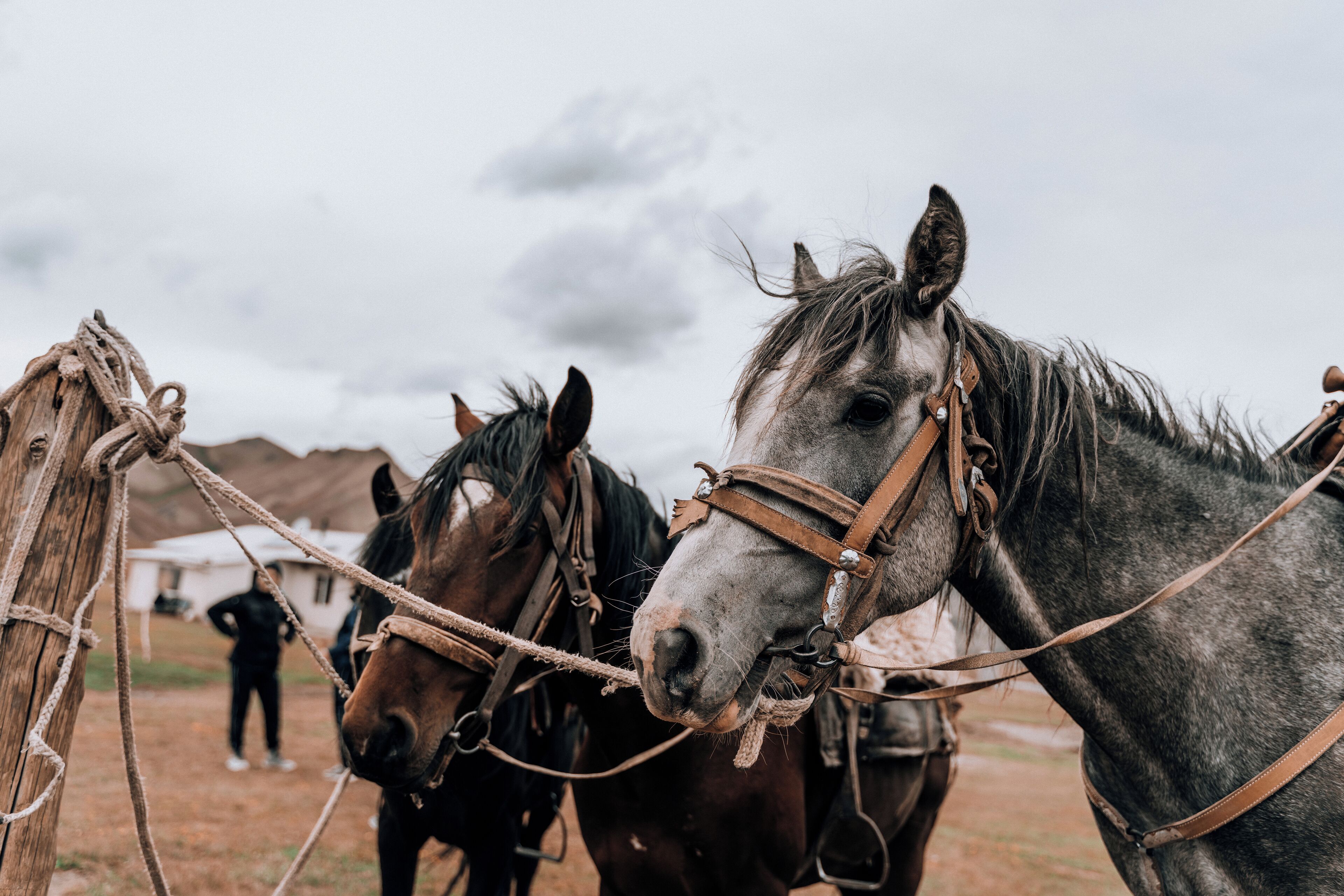 Three horses tied with ropes, a person in the background, and a cloudy sky.