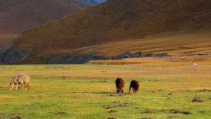 Un paysage montagneux où paissent des animaux.
