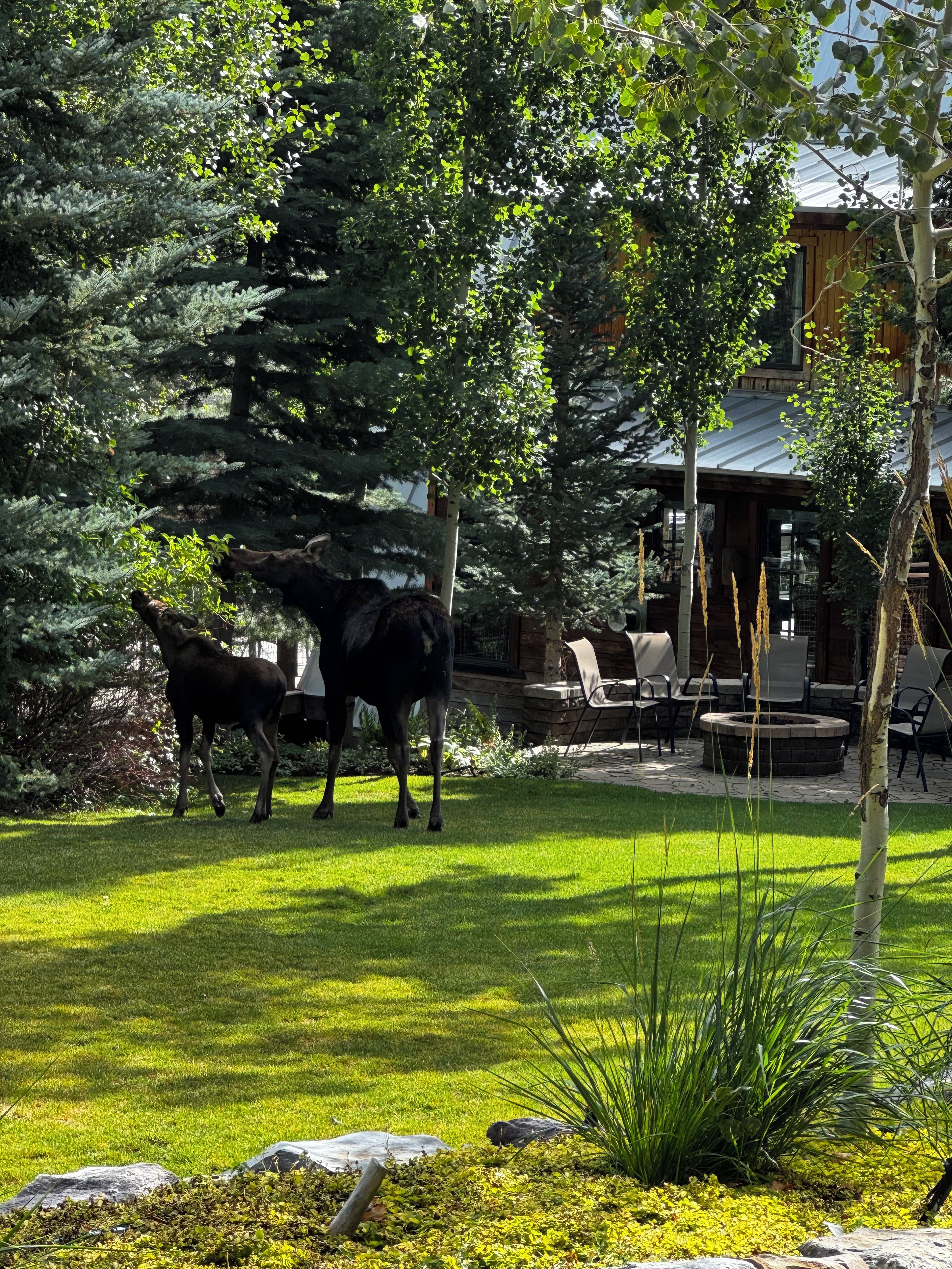 A well-maintained outdoor area with a lawn, trees, and a wooden structure with outdoor seating.