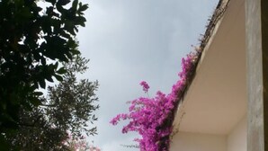 Un chemin bordé de plantes en pot et un bâtiment à la façade blanche.