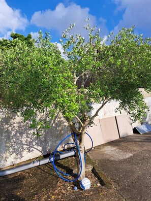 Property grounds - my cocooning house (Mérignac)