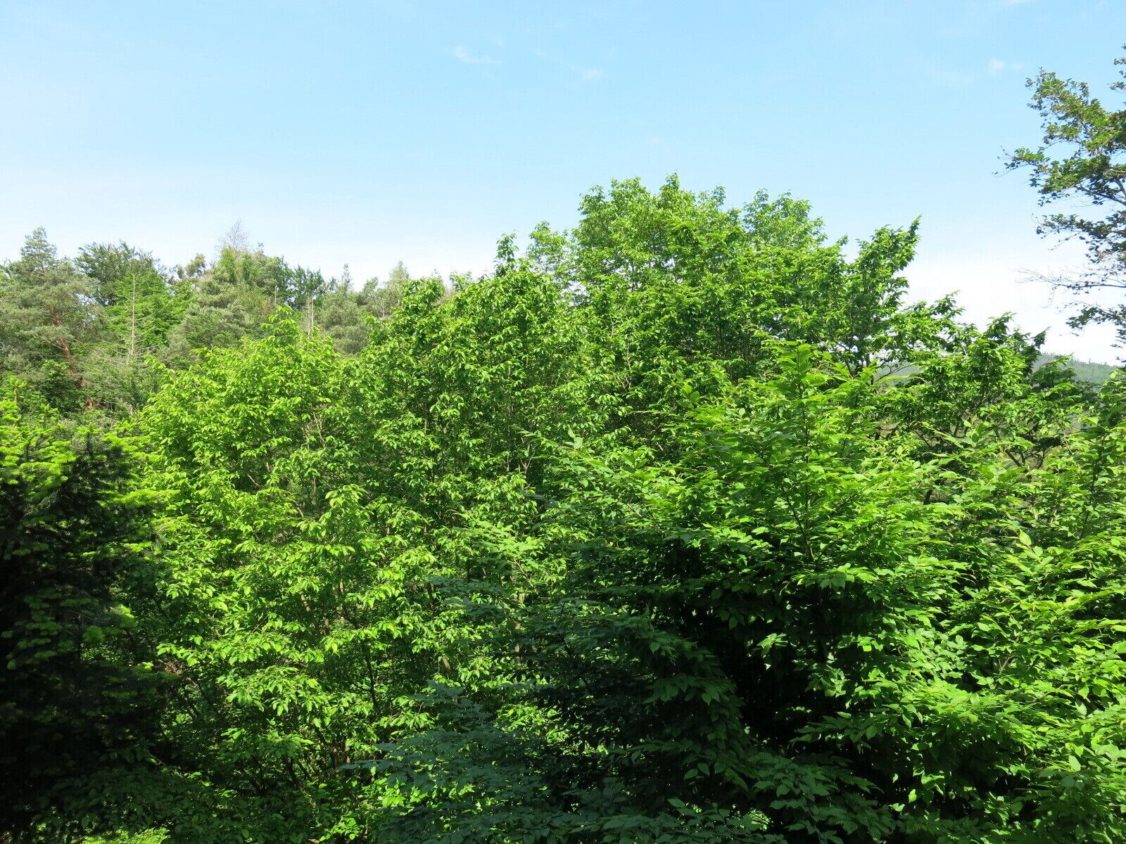 Ein dichter Wald mit verschiedenen Grüntönen.