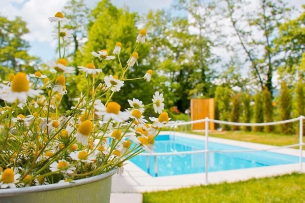 Pool area surrounded by greenery – Ideal for a peaceful swim in nature.