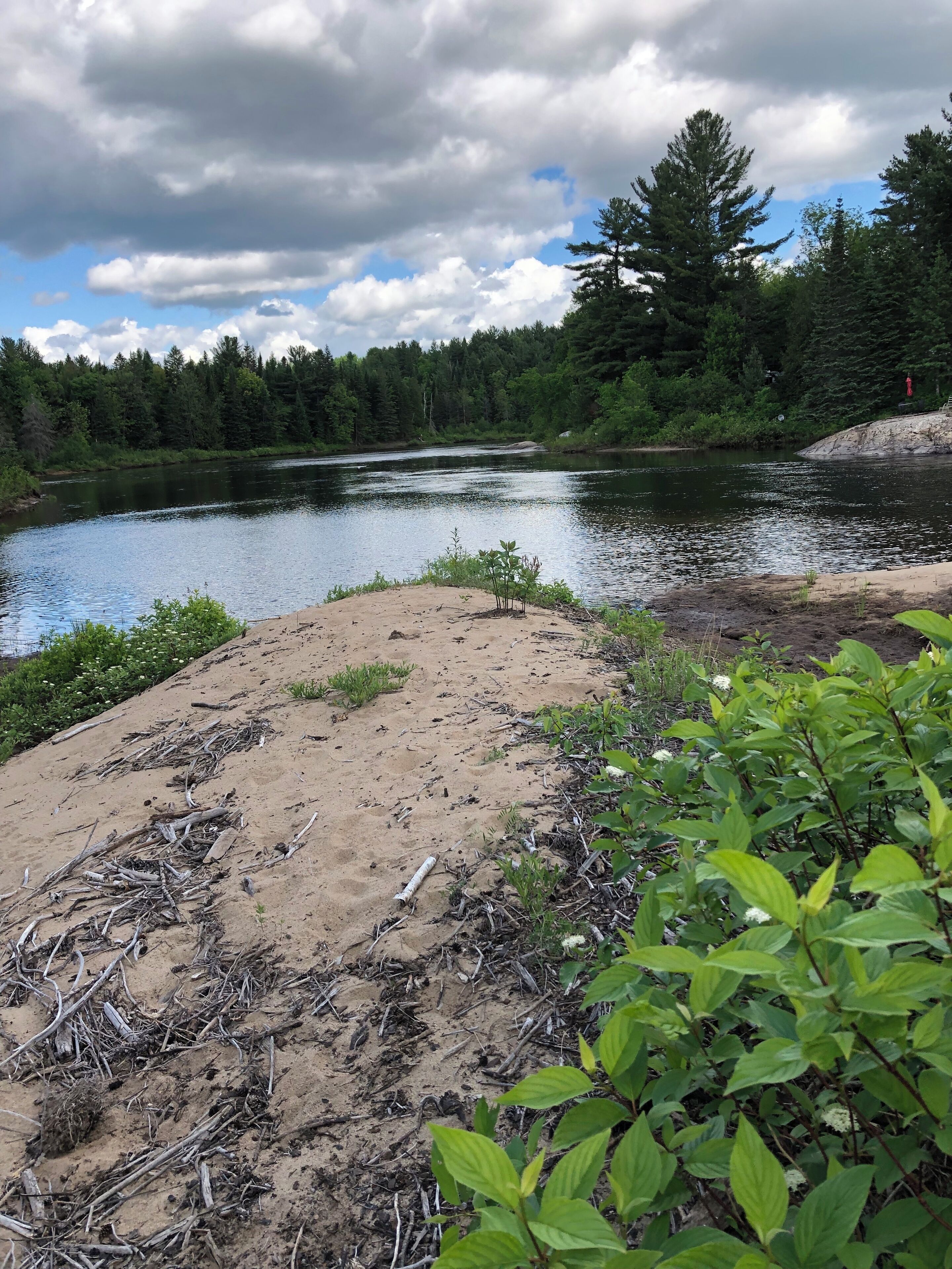 A riverbank with a sandy area, some greenery, and trees in the background.