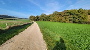 Una carretera rural serpentea por un campo verde con árboles a un lado y campos abiertos al otro.