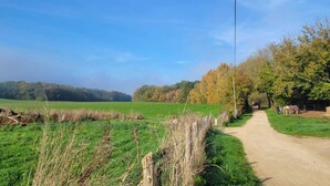 Un camino rural atraviesa un campo verde con árboles y un cielo despejado.