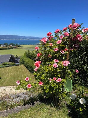 Un jardin agrémenté de fleurs roses, d’une tonnelle en bois et offrant une vue sur des maisons et une étendue d’eau au loin.