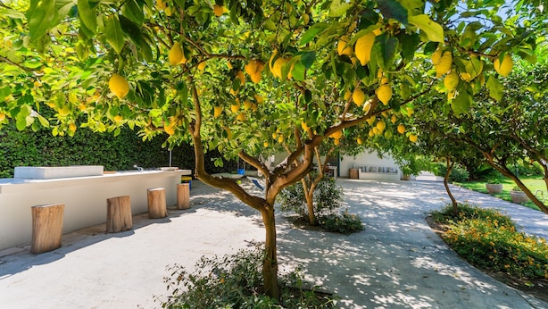 A tree-lined pathway with a modern building in the background.