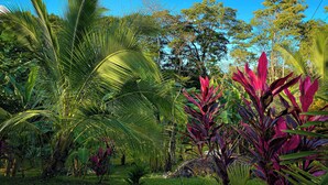 Un jardin luxuriant où poussent de nombreuses plantes et arbres tropicaux.