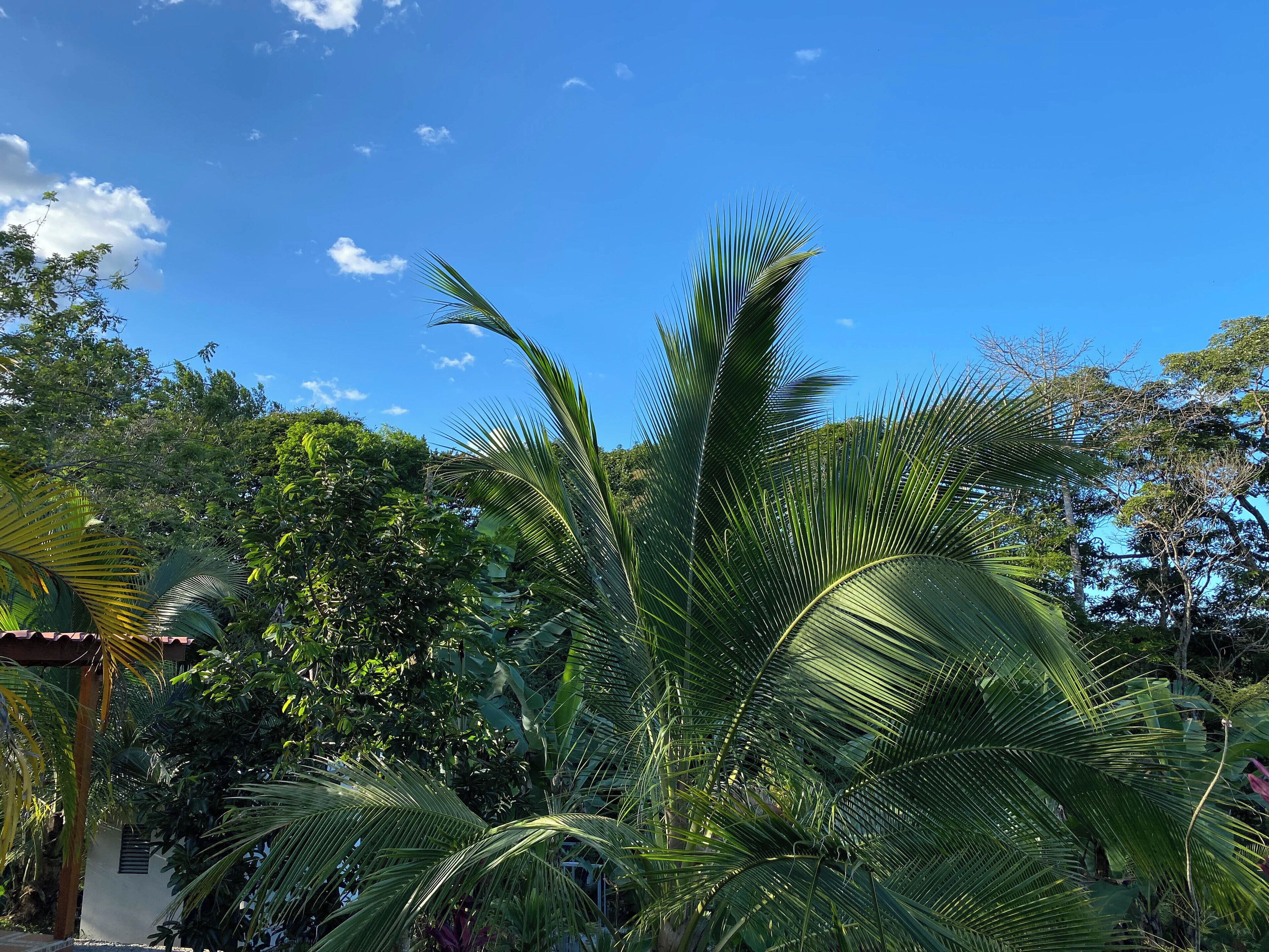 A lush garden with palm trees and dense foliage under a clear blue sky.