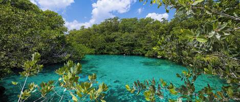 A natural landscape with a clear turquoise water body surrounded by dense green foliage.