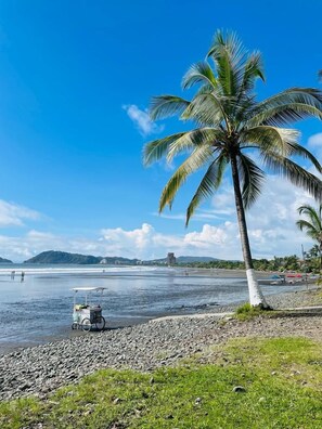 A beach with a palm tree, a cart, and a rocky shoreline.