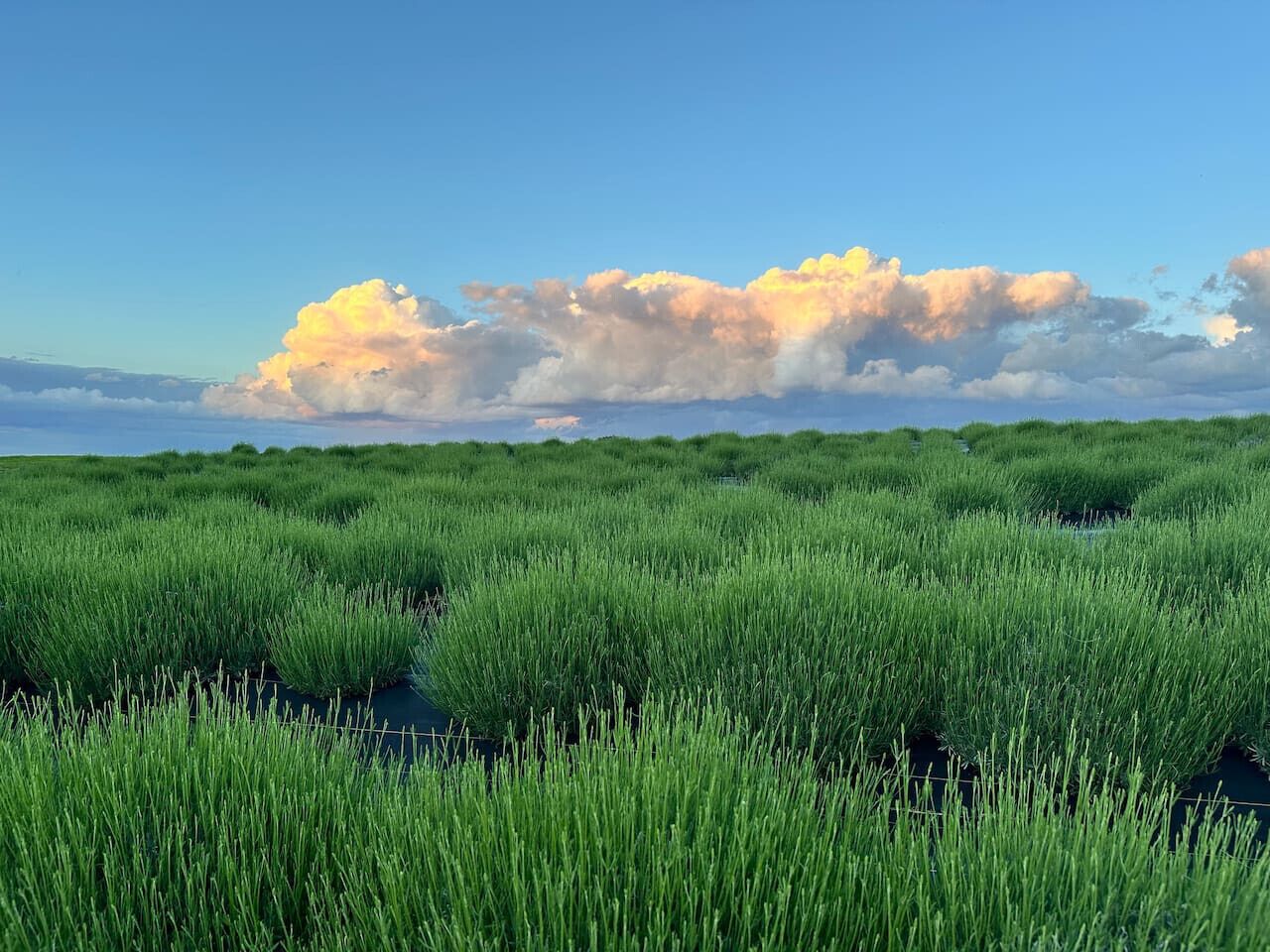Un humedal con hierba verde alta y un cielo despejado con nubes.
