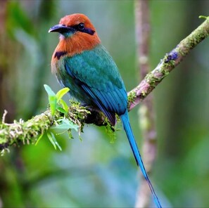 Un ave con plumaje naranja y azul intenso posada sobre una rama cubierta de musgo.