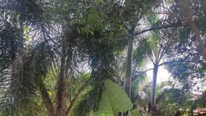 A garden area with potted plants, a bamboo structure, and a white wall. - Luana Villas (Ko Lanta)