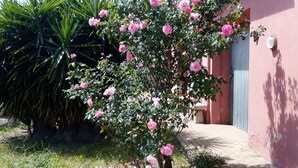 Un jardín con rosas rosadas y follaje verde frente a un edificio con balcón.