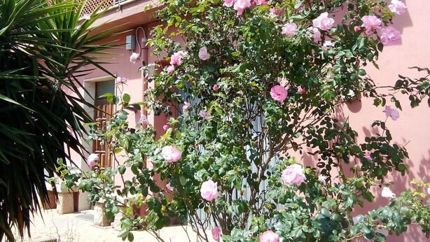 Un edificio rosa con un balcón, un rosal en primer plano y una palmera a la izquierda.