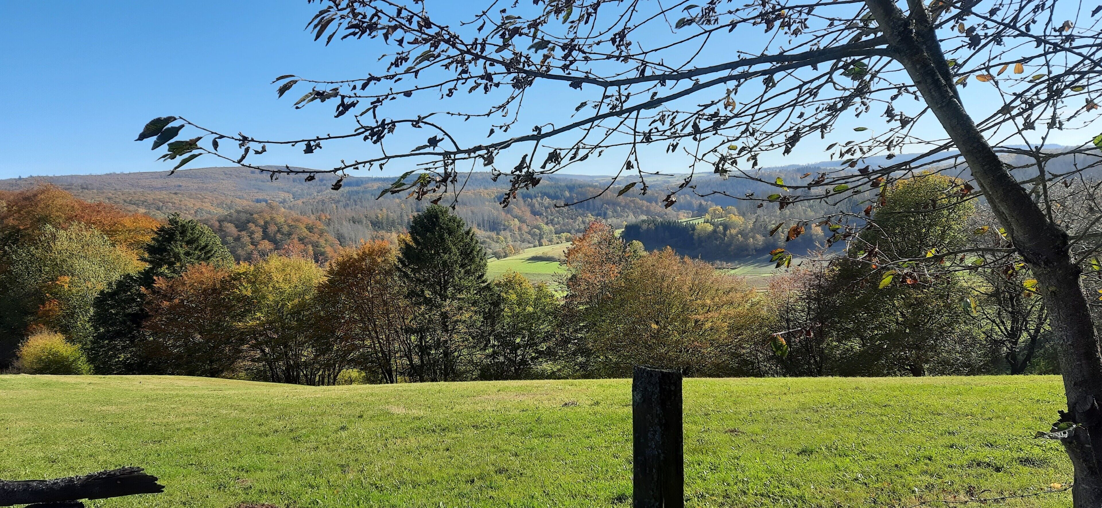 A grassy field with trees and a clear sky.