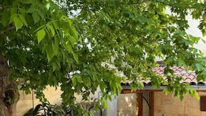 A courtyard with a tree, a stone wall, and a metal railing. - Aysel Hanım Konağı (Gaziantep)