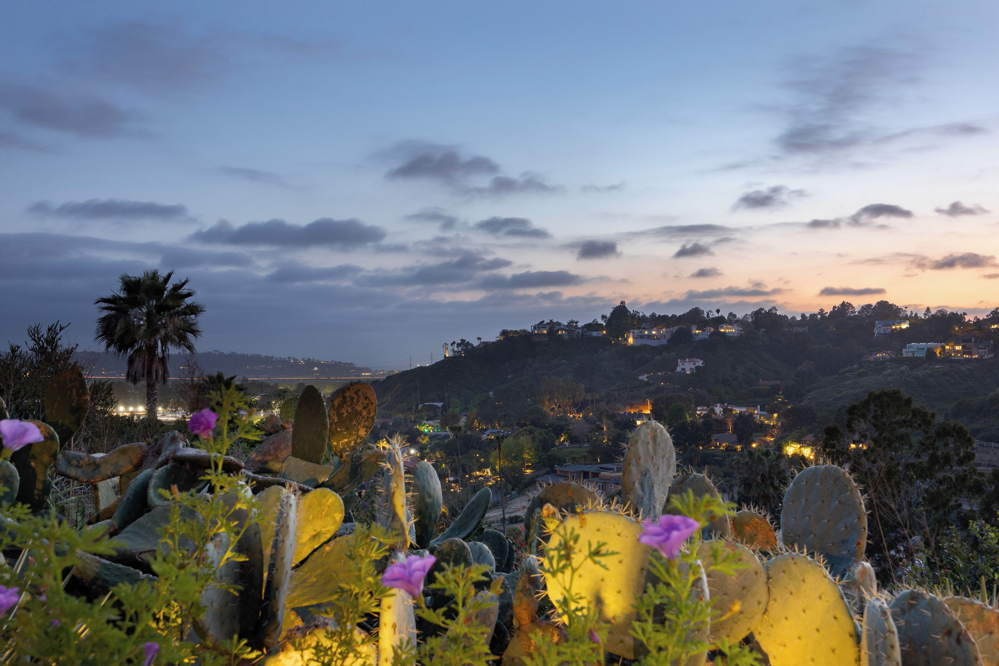 Paesaggio desertico con cactus e fiori, una palma e una vista lontana di una città illuminata al crepuscolo.
