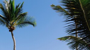 A beach setting with palm trees, beach chairs, and tables arranged for outdoor dining. - Beach Homes Punta Cana (Punta Cana)