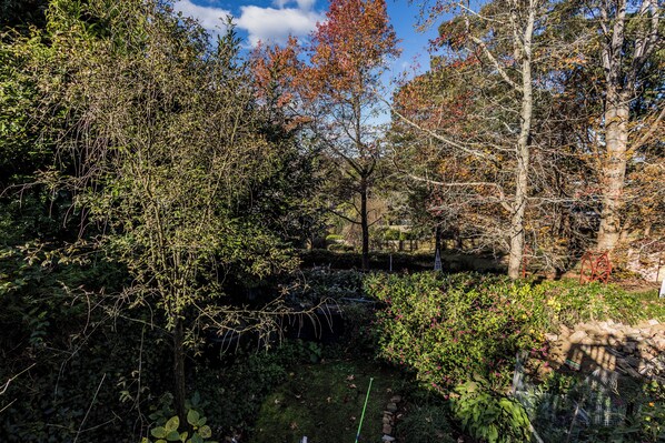 Un jardín con diversas plantas y árboles, un pequeño estanque y un muro de piedra.