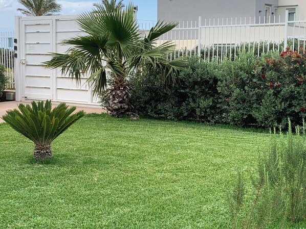 A well-maintained lawn with a palm tree and a small bush.