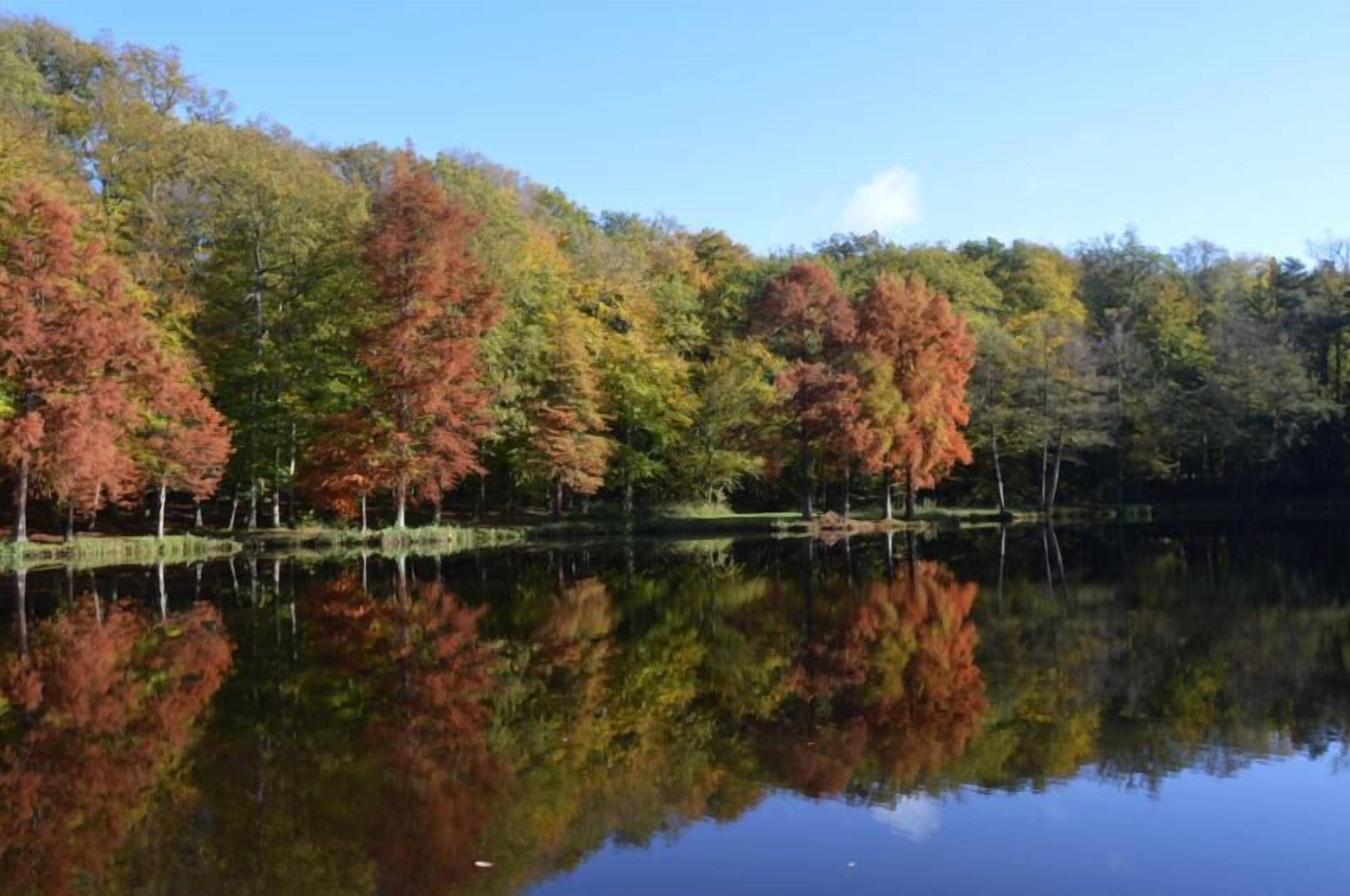 Un lac paisible, dont les arbres se reflètent à la surface de l’eau.