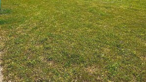 A row of modern, two-story houses with a large grassy field in the foreground. - Mitteldeck 504 - Cozy vacation apartment with a view of the Müritz (Rechlin-Nord)