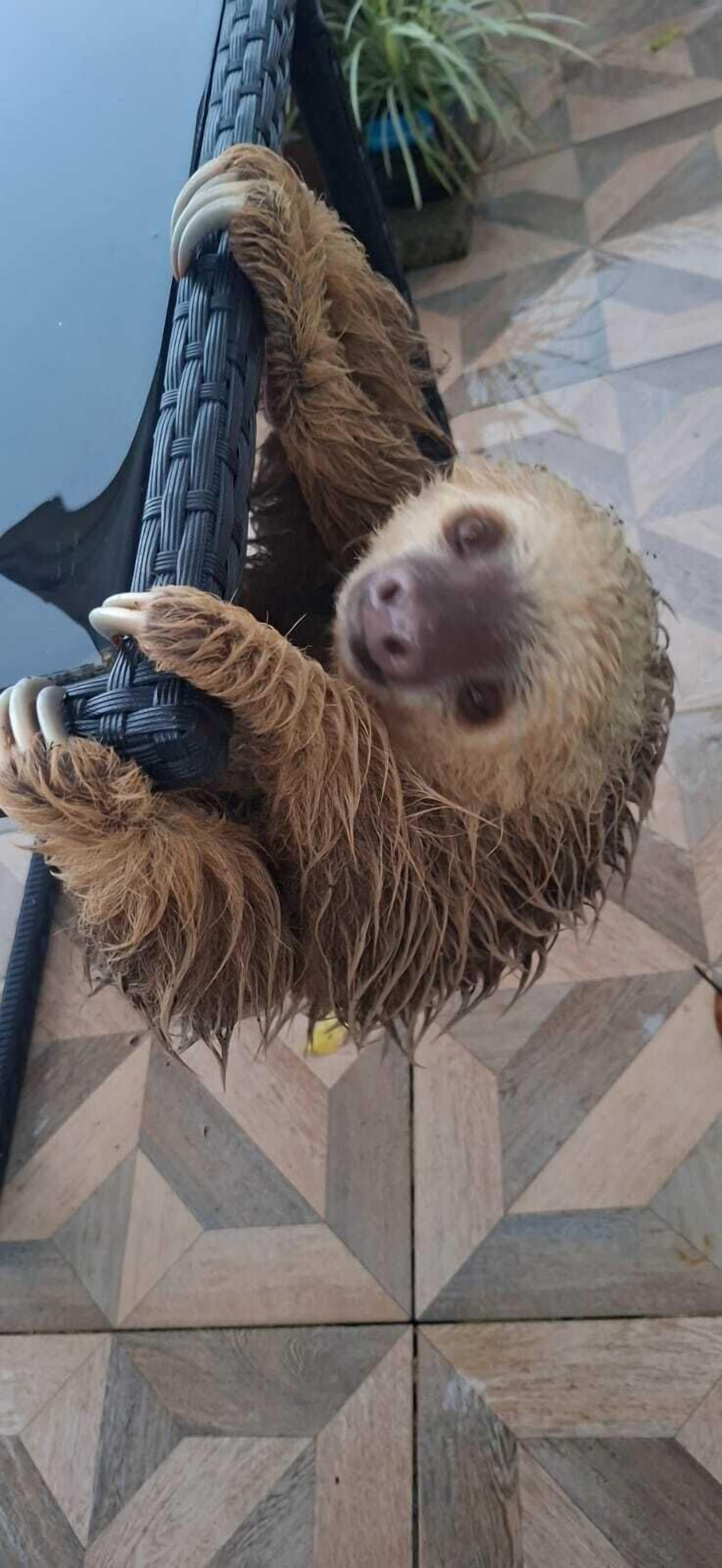 A sloth hanging from a woven structure, with a patterned floor and a plant in the background.