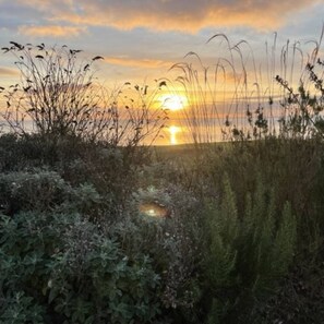 Ein Sonnenuntergang über einem Feld mit hohem Gras und Sträuchern.
