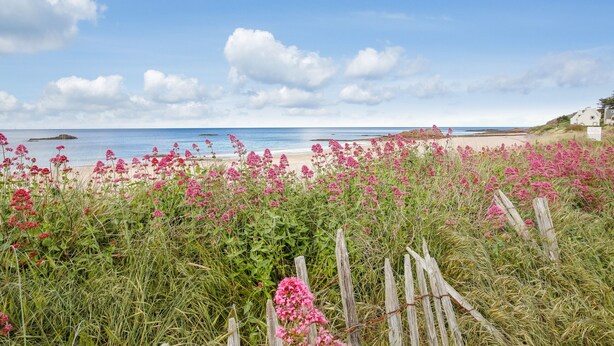 Een strand met roze bloemen en een houten omheining op de voorgrond.