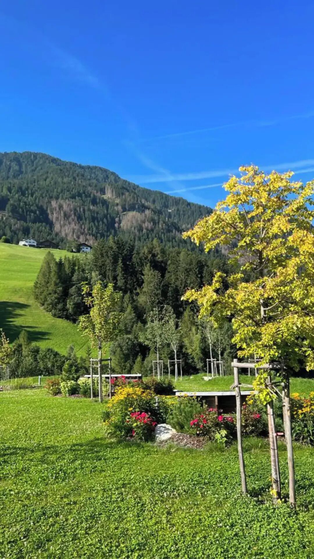 A lush green field with a wooden pergola and flowering plants.