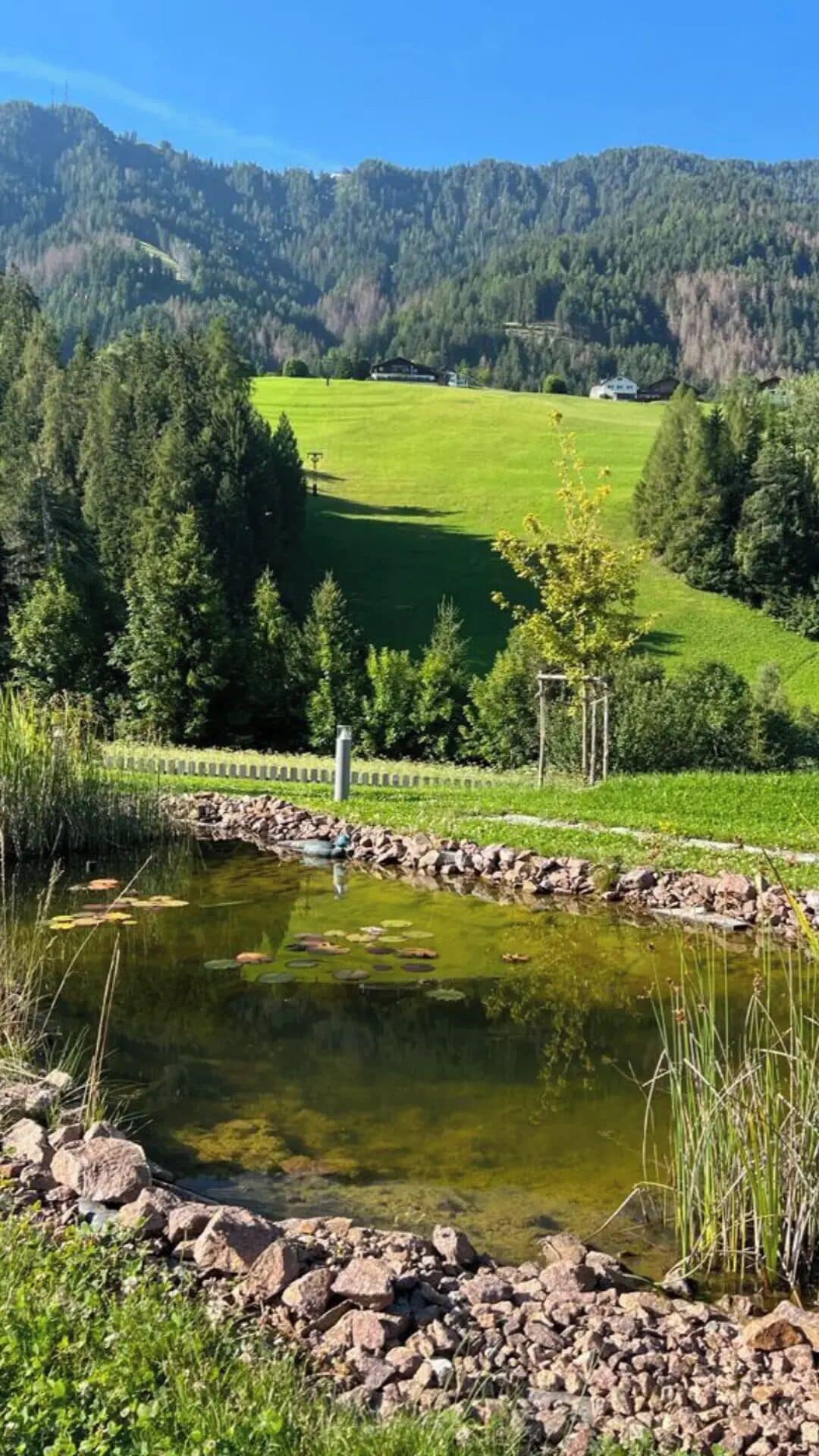 Een rustig landschap met een vijver, omgeven door weelderige begroeiing en een bergketen in de verte.