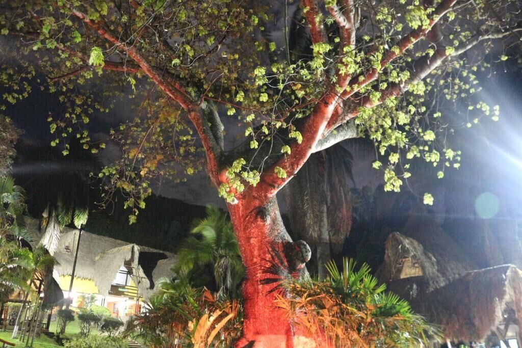 A large tree with a red trunk and green leaves in a garden setting.