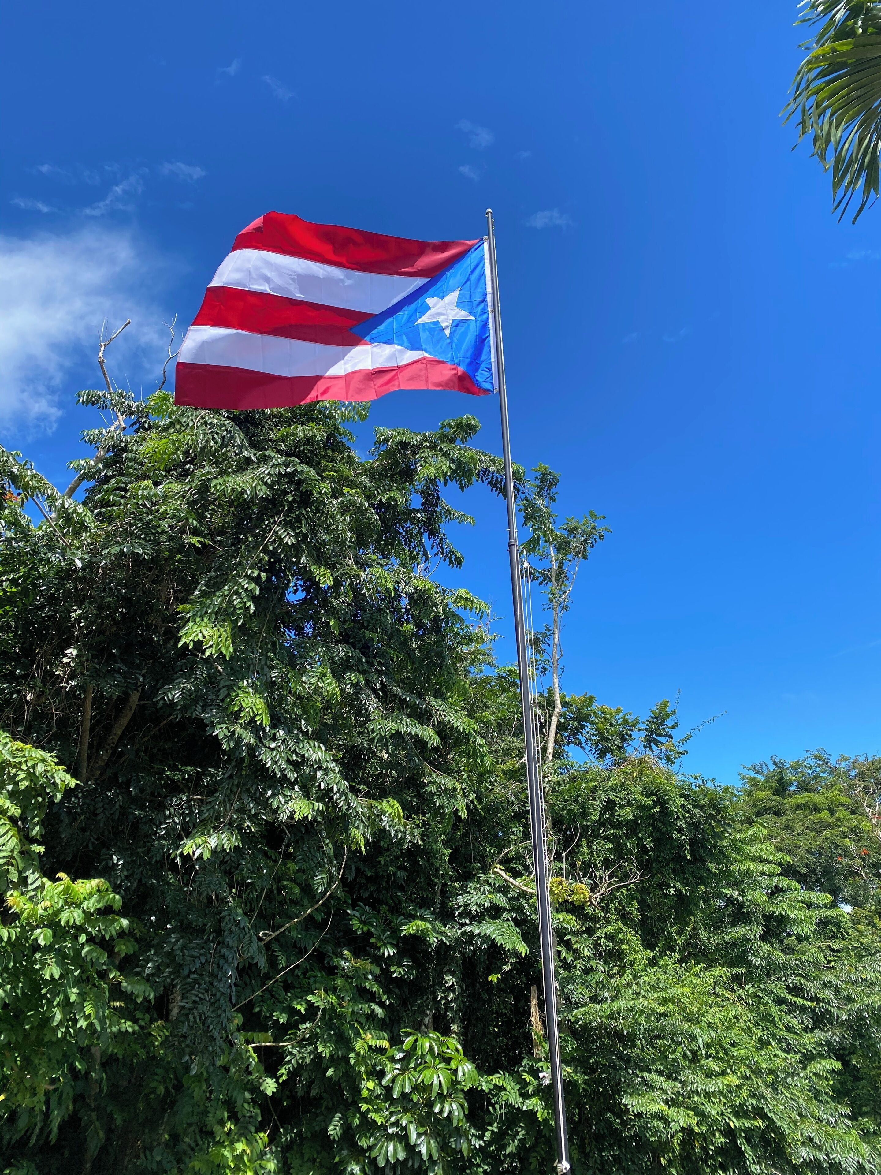 A flagpole with a flag, surrounded by dense green foliage.