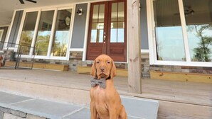 A dog sitting on a stone step in front of a house with large windows and a wooden porch. - Red Dog Farms Modern Studio Apt (Rocky Point)