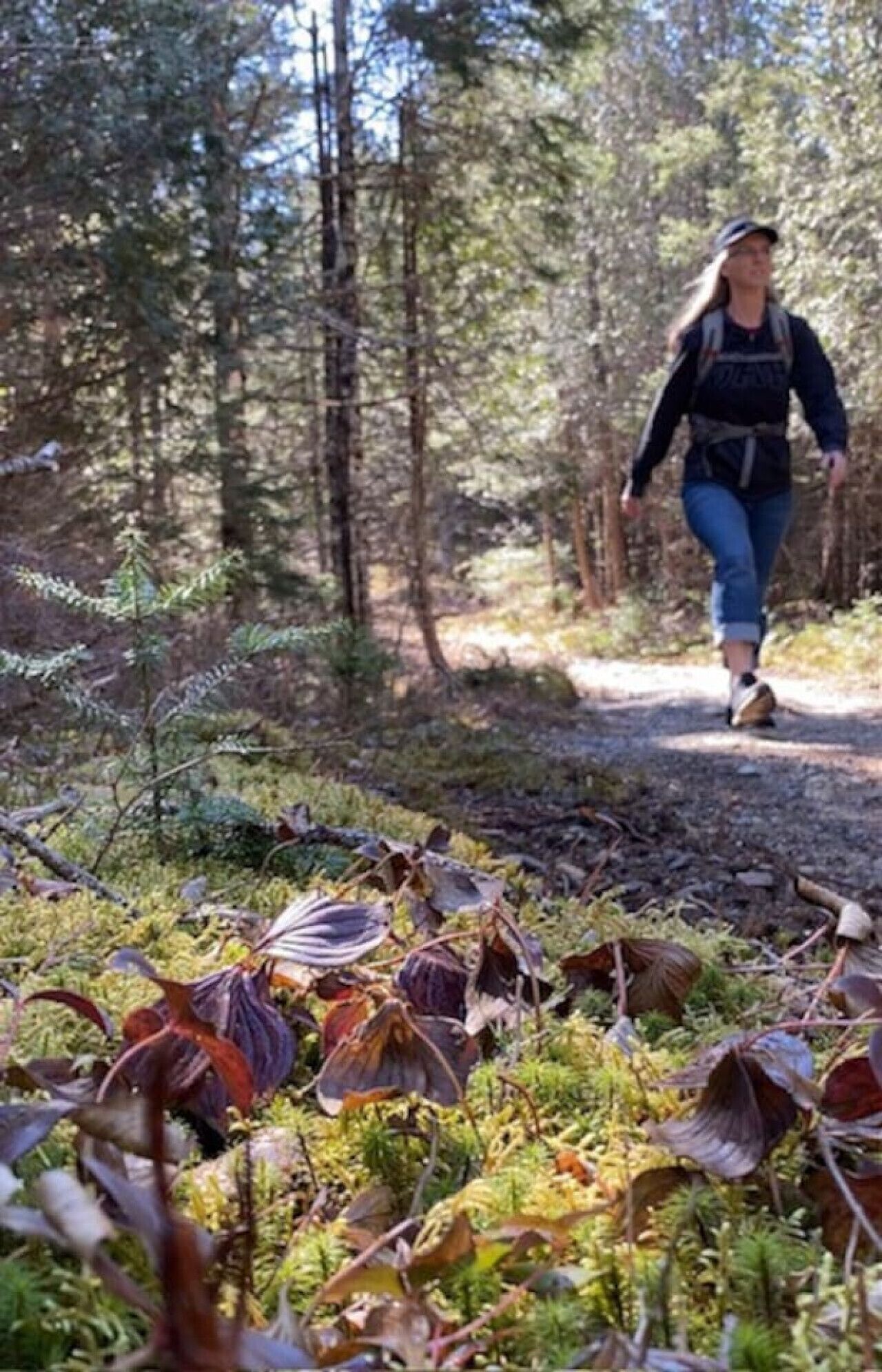 Una persona caminant per un sender forestal.