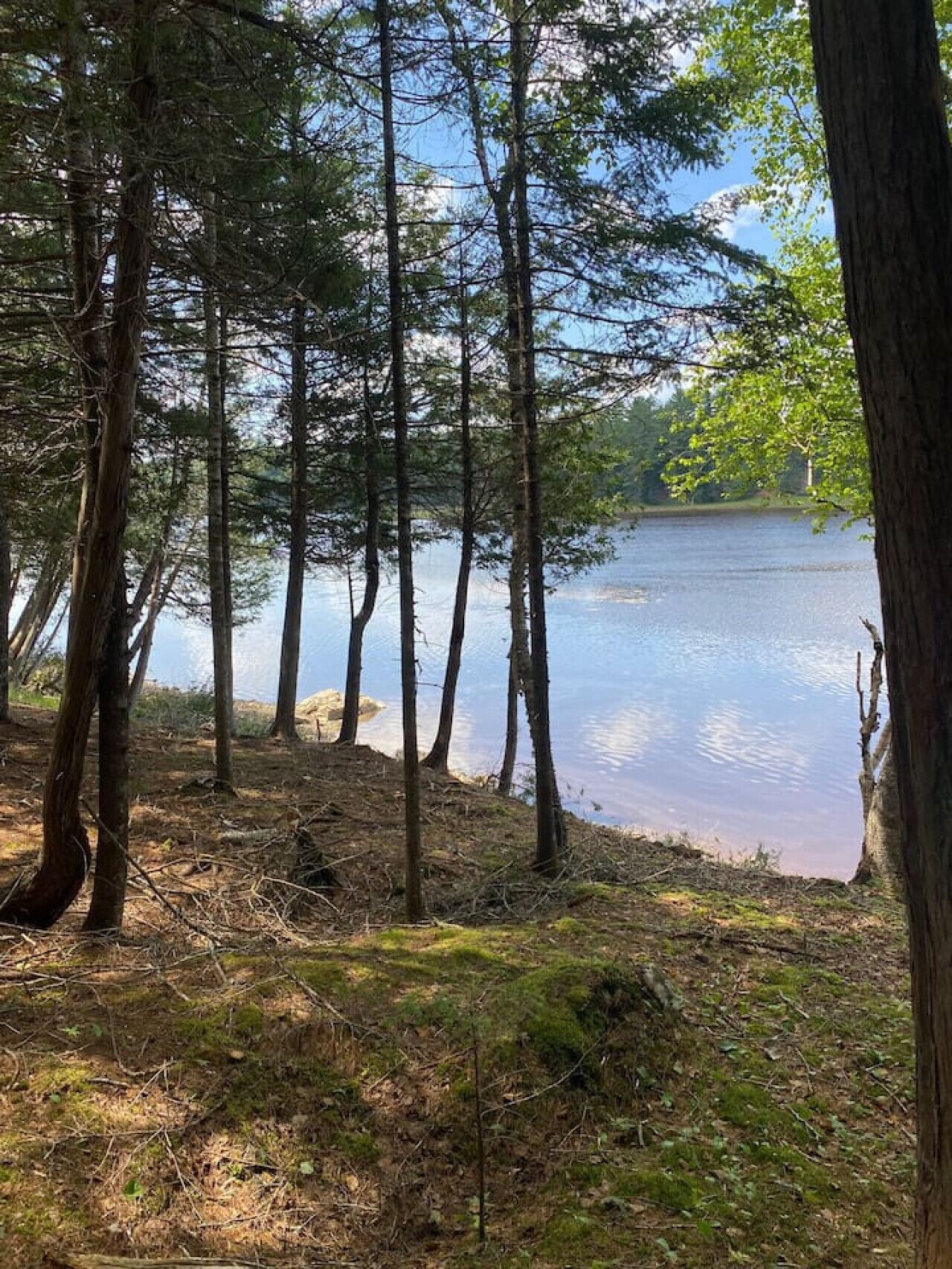 Metsäinen alue, jossa on korkeita puita ja tyyni järvi.