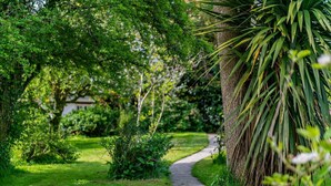 A pathway through a lush garden with dense foliage and a large tree trunk on the right. - 3 Bed in Tavistock (oc-t29334) (Gulworthy)