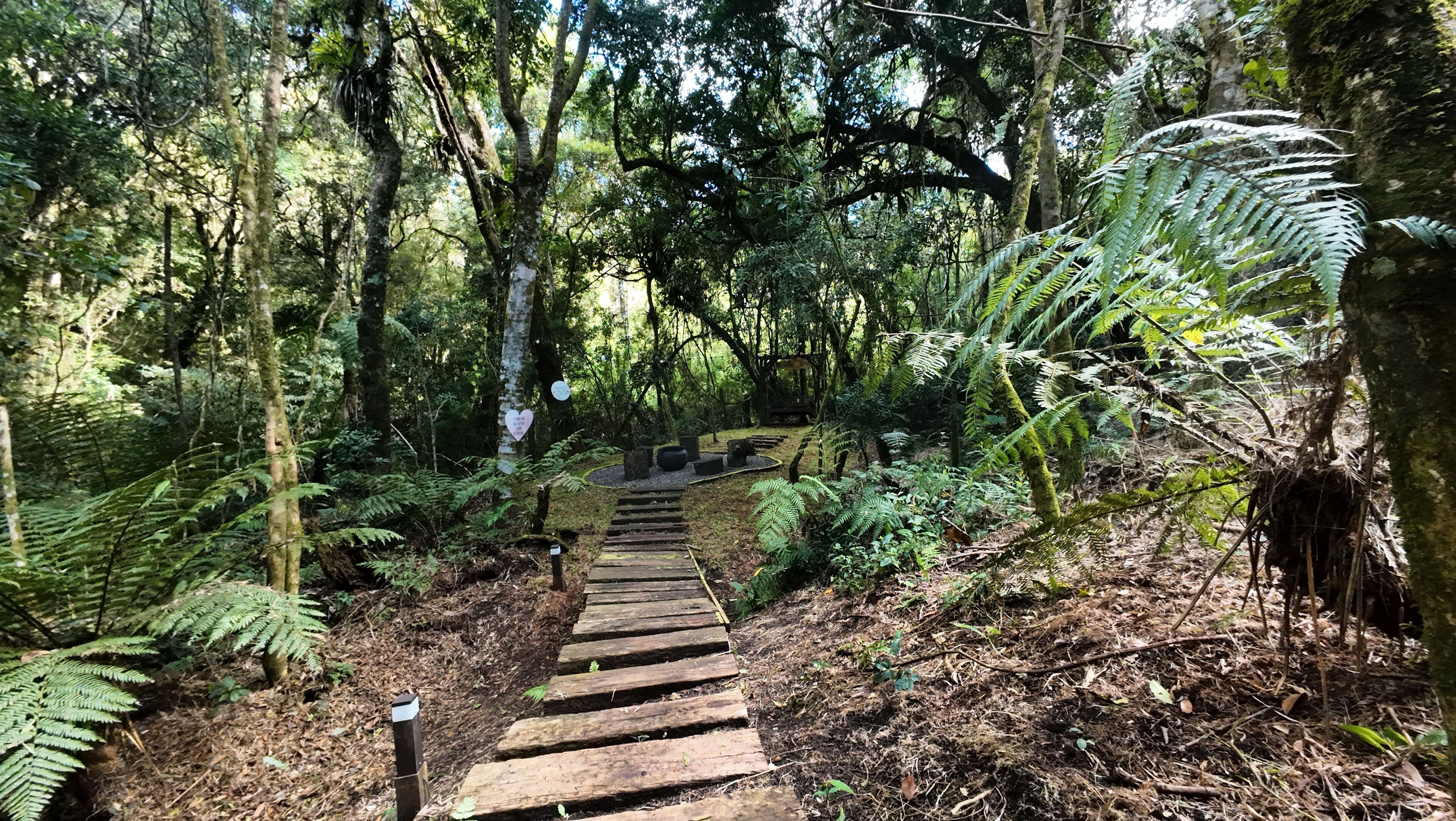 Un sendero de madera que serpentea por un área boscosa con helechos y árboles.