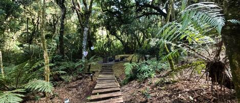 Uma passarela de madeira serpenteia por uma área florestal com samambaias e árvores.