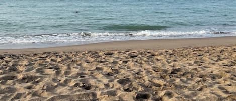 Plage privée, chaises longues, parasols, beach-volley