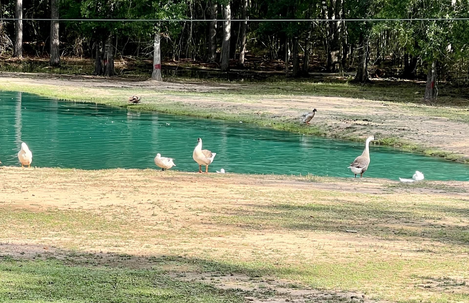 Een groep vogels nabij een waterpartij, met een grasveld en bomen op de achtergrond.