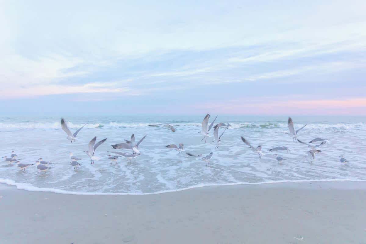 A beach with seagulls and waves.