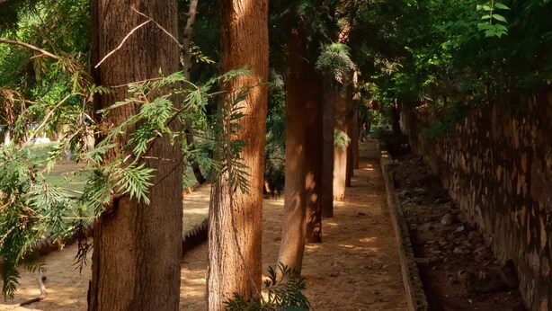 Un área boscosa con árboles altos y un sendero de tierra.