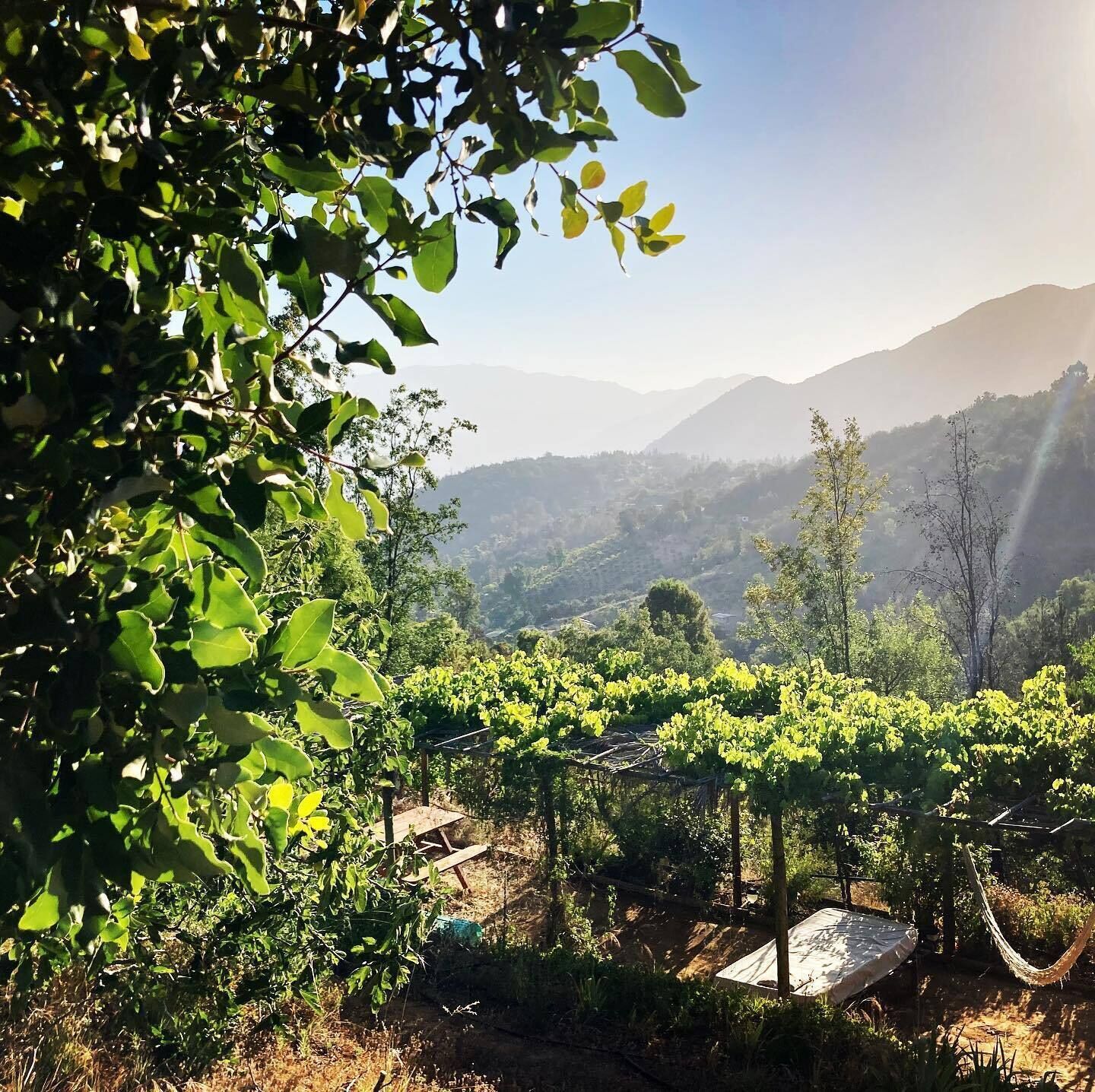 A vineyard with rows of grapevines, a hammock, and a wooden structure.