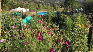 A garden with various flowers and a view of mountains in the background.